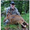 Image 3 : Scotland Roe Deer