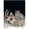 Image 21 : Kaibab Deer Hunt with Shadow Valley Outfitters