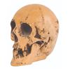 Image 2 : A Large Randotti Souvenir Skull.