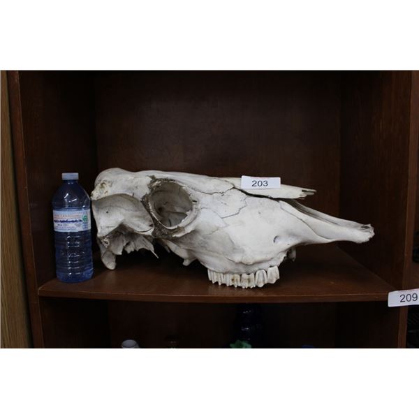 Cow skull
