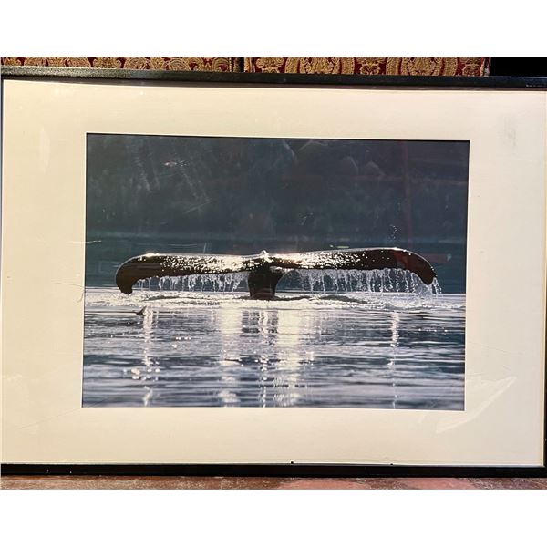 Light  House, Whale Tail Pictures