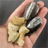 Image 2 : Lot of Orthoceras Fossils & Squalicorax Shark Teeth