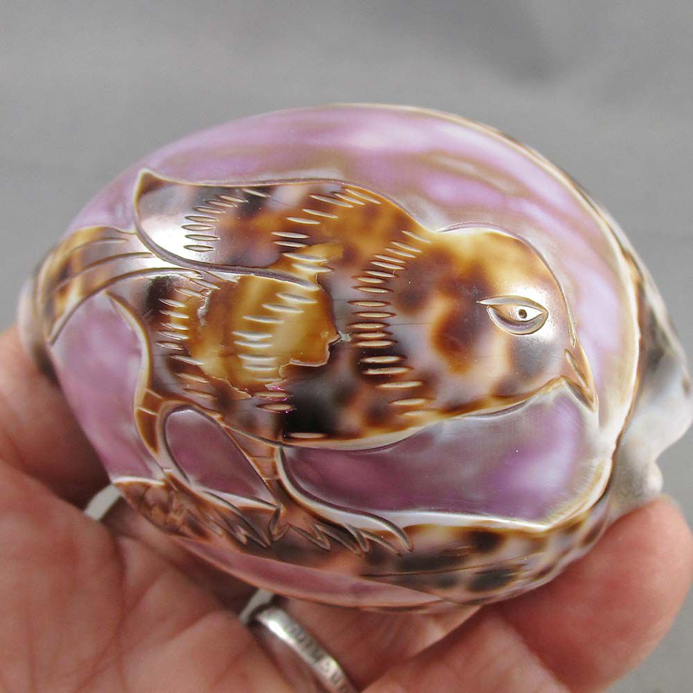 Carview Shell Amazing Carved Cowrie Shell