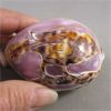 Image 2 : Amazing Carved Cowrie Shell 