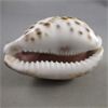 Image 3 : Amazing Carved Cowrie Shell 