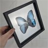 Image 2 : Real Blue-Banded Morpho Butterfly Picture In Stretch Frame