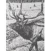 Image 2 : Artist Dan Brewer (Buffler) "Bugle of the Bull" 34.5" x 28.5" Print 