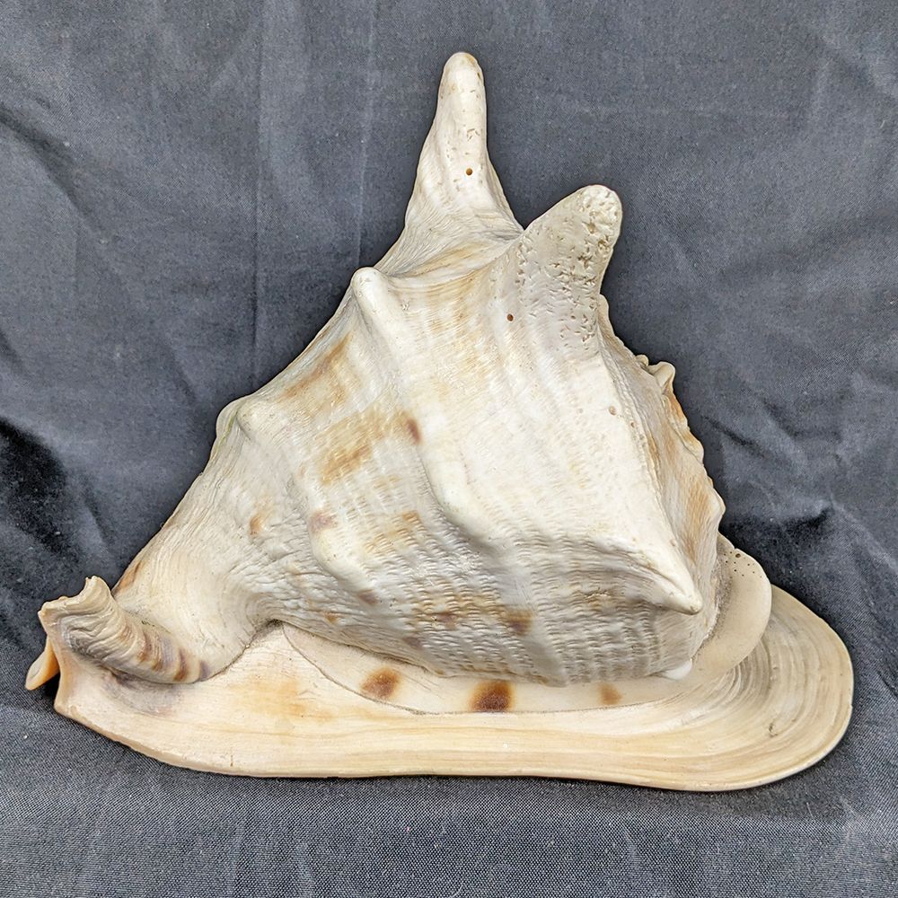 Large Conch Shell