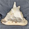 Image 1 : Large Conch Shell