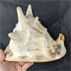 Image 2 : Large Conch Shell