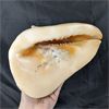 Image 3 : Large Conch Shell