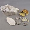 Image 1 : Ulexite Crystal and Various Fossils