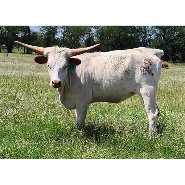 TCC Smoking Integrity