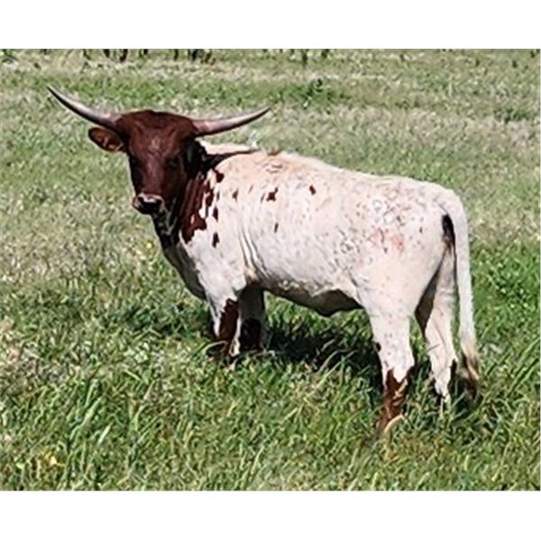 TCC Coconut Creme Puff