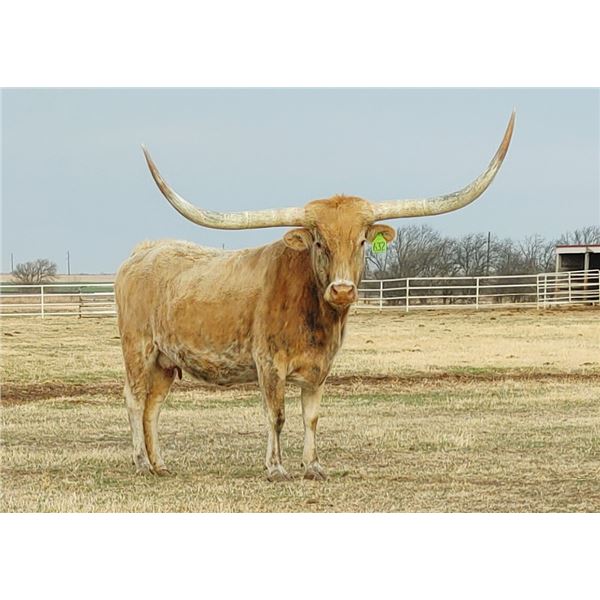 SUB LOT- 632 TCC EVERYTHINGS ROSES