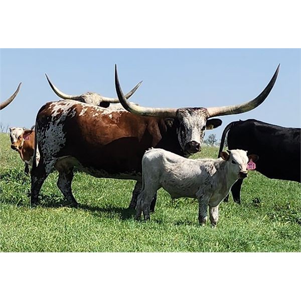 TCC SHOOTERS MOONDUST