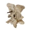 Image 10 : South Dakota Buffalo Vertebrae w/ Iron Arrowhead
