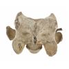 Image 12 : South Dakota Buffalo Vertebrae w/ Iron Arrowhead