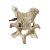 Image 1 : South Dakota Buffalo Vertebrae w/ Iron Arrowhead
