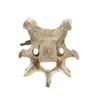 Image 2 : South Dakota Buffalo Vertebrae w/ Iron Arrowhead