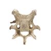 Image 3 : South Dakota Buffalo Vertebrae w/ Iron Arrowhead
