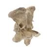 Image 6 : South Dakota Buffalo Vertebrae w/ Iron Arrowhead