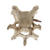 Image 7 : South Dakota Buffalo Vertebrae w/ Iron Arrowhead