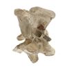 Image 8 : South Dakota Buffalo Vertebrae w/ Iron Arrowhead