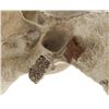 Image 9 : South Dakota Buffalo Vertebrae w/ Iron Arrowhead