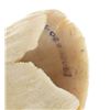 Image 6 : Early 1900s Large Sperm Whale Tooth