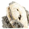 Image 14 : Large Calcite Clam (Pleistocene Age) Found In FL