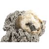 Image 16 : Large Calcite Clam (Pleistocene Age) Found In FL