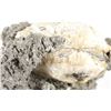 Image 17 : Large Calcite Clam (Pleistocene Age) Found In FL