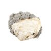 Image 1 : Large Calcite Clam (Pleistocene Age) Found In FL