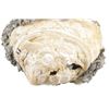 Image 3 : Large Calcite Clam (Pleistocene Age) Found In FL