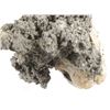 Image 7 : Large Calcite Clam (Pleistocene Age) Found In FL