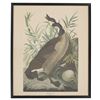 Image 2 : J. J. Audubon Mid 20th Century Off-Set Lithos (2)