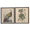 Image 1 : J. J. Audubon Mid 20th Century Offset Lithos (2)