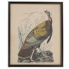 Image 2 : J. J. Audubon Mid 20th Century Offset Lithos (2)