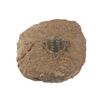 Image 4 : Fossilized Trilobite From The Permian Age