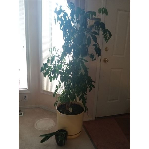 Arborcola Schefflera Indoor Plant 66H & A Mini Plant 10H