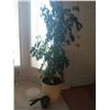 Image 1 : Arborcola Schefflera Indoor Plant 66H & A Mini Plant 10H