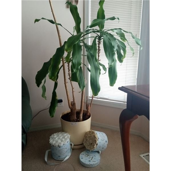 Indoor Plant 88H & Home Decor