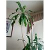 Image 2 : Indoor Plant 88H & Home Decor