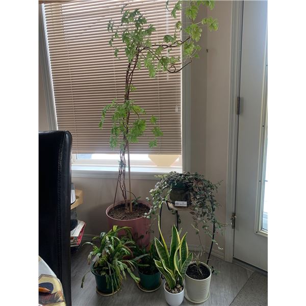 Assorted Live Plants & Stand
