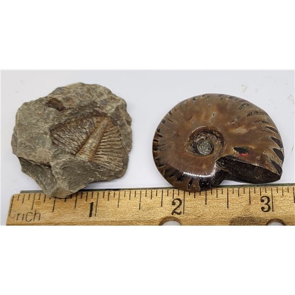 4)  LOT OF 2 FOSSIL SPECIMENS: TRIBOLITE