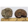 4)  LOT OF 2 FOSSIL SPECIMENS: TRIBOLITE