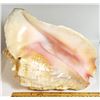 29)  LARGE NATURAL CONCH SHELL, NOTE HAS A SMALL B