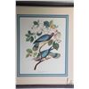 Image 2 : Two framed prints including Band-tailed pigeon and Pafsenger pigeon, each 21" X 24" including frames