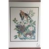 Image 2 : Two framed prints including Brown pelican and Turtle dove, each 21" X 24" including frames. Note: Th